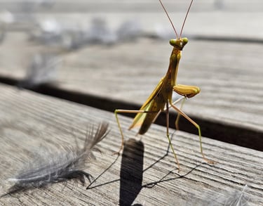 transformation intérieure et reconnexion à sa vérité