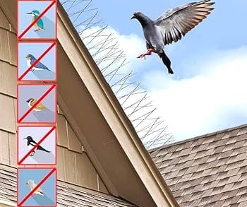Roof bird spikes keep pigeons and birds away, protecting your roof from damage and droppings with st