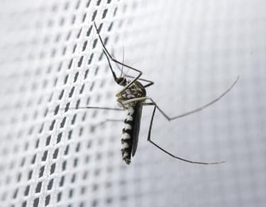 Durable and safe Mosquito Net – protects from mosquitoes and ensures a clean environment.