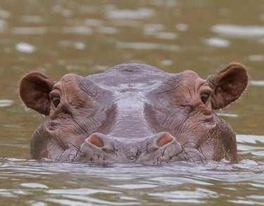 Hippo swimming in Niokolo-Koba Park | Birding Adventures Gambia