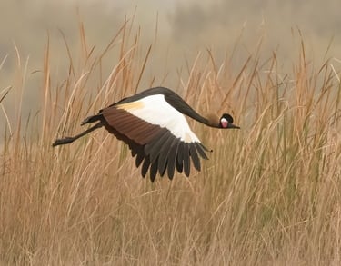 Black Crowned Crane in flight | Birding Adventures Gambia