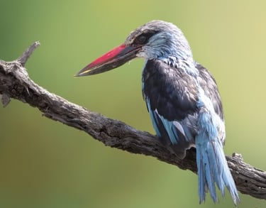 Blue-breasted Kingfisher on a branch | Birding Adventures Gambia