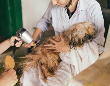 Vet Pet care