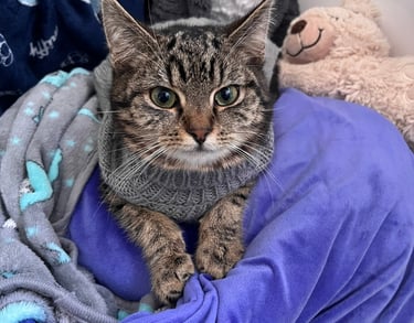 eine getigerte Katze mit einem Pullover