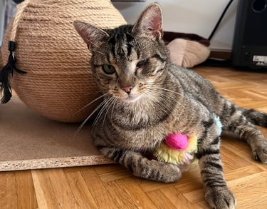 eine Katze mit nur einem Auge und buntem Spielzeug im Arm