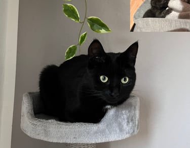 eine schwarze Katze, die auf einem Kratzbaum sitzt und in die Kamera schaut