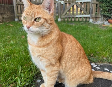 eine rote Katze auf der Wiese