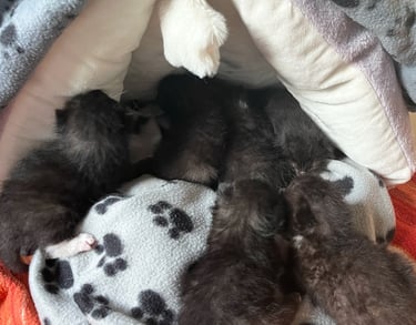 6 schwarze Katzenbabys