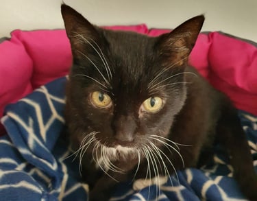 eine schwarze Katze in einem Kuschelkörbchen