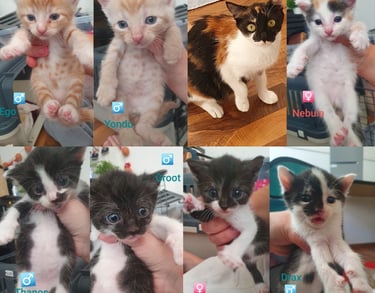 eine Mutter mit 7 Katzenbabys
