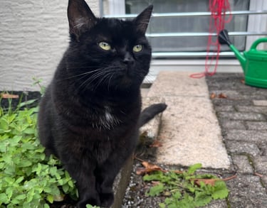 eine schwarze Katze inmitten von katzenminzepflanzen