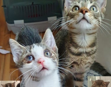 junge Katzen, die neugierig zu etwas gucken