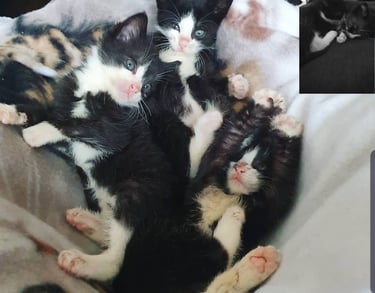 schwarz-weiße Katzenbabys