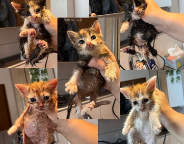 5 Katzenbabys, die gebadet wurden