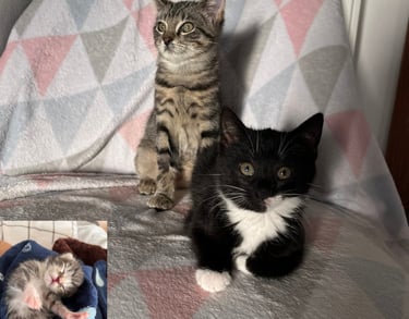 zwei junge Katzen, die auf einem Stuhl sitzen