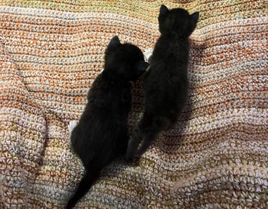 zwei schwarze Katzenbabys