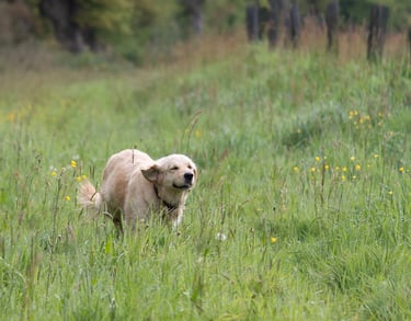 Golden Retriever du Pays Pourpre courant dans un pré breton