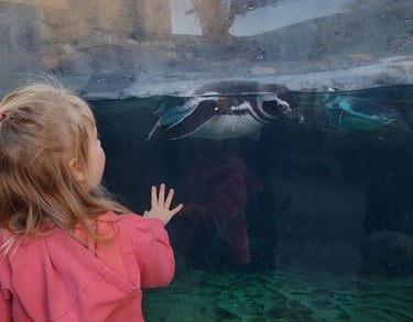 Child watching a penguin swim at an aquarium in Long Beach, California