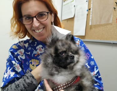 úlcera corneal en perros