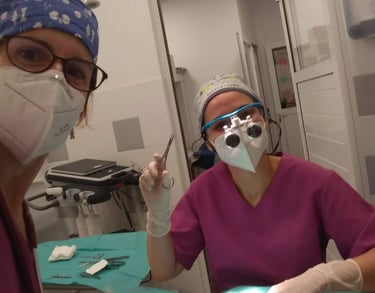 conjuntivitis en gatos