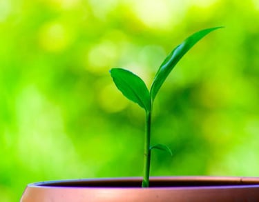 Pasos para Consultoría SEO