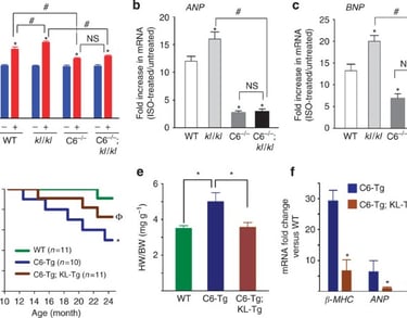 Survival curves for mice with Klotho overexpression
