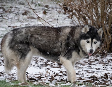 Un Husky sous la neige