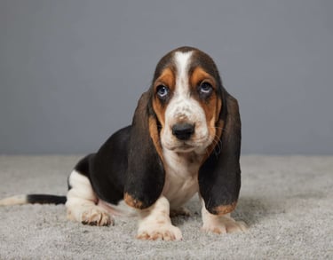 Basset Hound Puppies for Sale