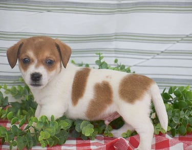 Jack Russell Puppies for Sale