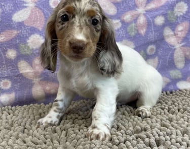 Dachshund puppies for sale