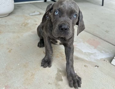 Cane Corso Puppies for Sale
