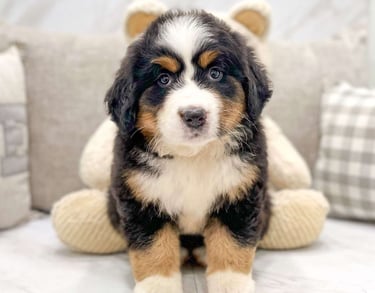 Bernese Mountain puppies for sale