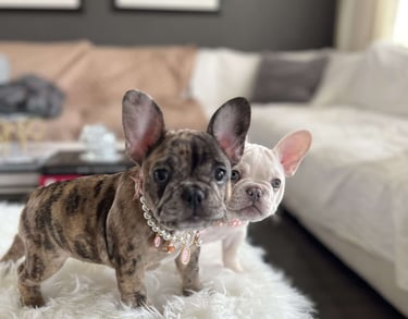 French Bulldog Puppies for Sale