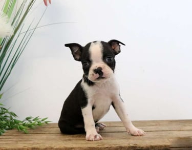 Boston Terrier Puppies for Sale