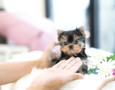 Teacup Yorkies for Sale