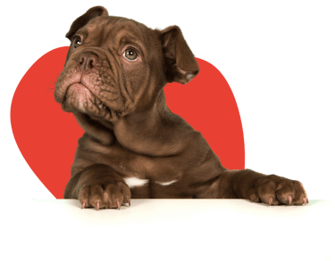 cachorro de bulldog frances café con fondo mancha roja