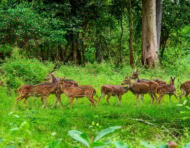 A group of deers in Wayanad forest area.