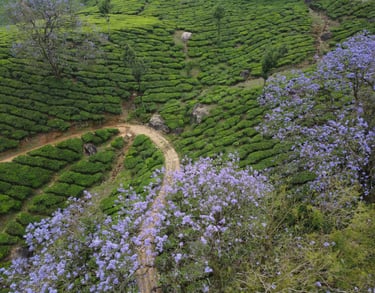 Lush green tea hills in Kerala adorned with vibrant blue flowers and winding dirt path.