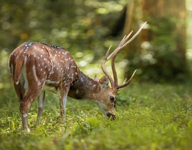 Brown deer grazing in lush greenery at Periyar Tiger Reserve, Kerala, highlighting the region's rich wildlife.