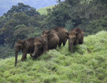 Kerala elephants roaming in wild.