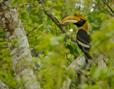 Malabar Grey Hornbill perched on a tree branch amidst lush green foliage.