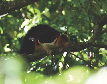 Malabar flying squirrel perched on a branch in Kerala's lush forest, highlighting the region's rich biodiversity and wildlife