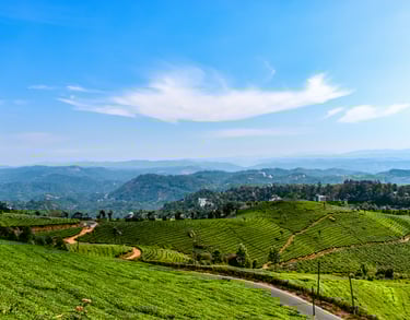 Lush green tea plantations in Munnar, Kerala, with rolling hills and a clear blue sky, illustrating the scenic Kerala.