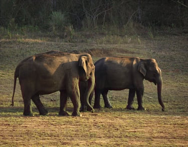 Elephants roaming in the wild, showcasing Kerala's diverse wildlife and natural habitat.