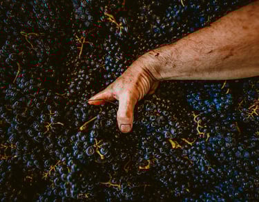 Pinot noir Chevrot