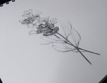 desenho a grafite de uma flor de lavanda