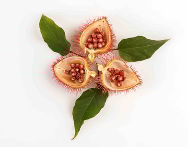 Annatto Seeds - Bixa Orellana
