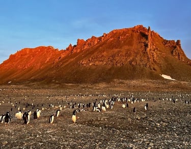 A colony of Adelie penguins gathers on a rocky Antarctic beach below a sunlit orange mountain peak.