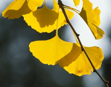 Branche de ginkgo aux feuilles jaunes symbolisant la résilience et la force intérieure du parcours reconstruction.