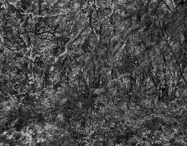 Photo noir et blanc, forêt, Pierre Thoretton